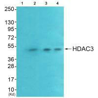 HDAC3 Antibody