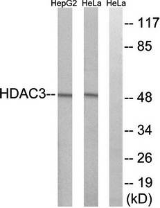 HDAC3 Antibody
