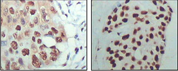 HDAC3 Antibody