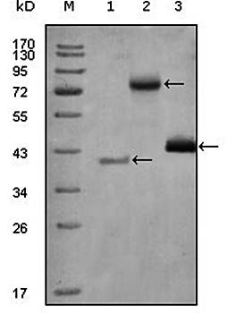 HDAC3 Antibody