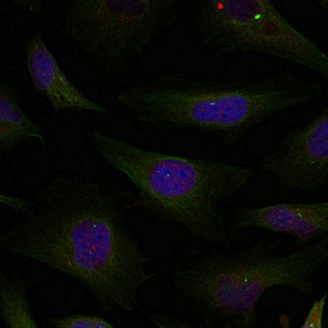 HDAC4/HDAC5/HDAC9 (Ab-246/259/220) Antibody