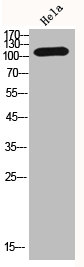HDAC4 Antibody