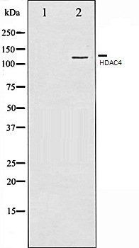HDAC4 antibody