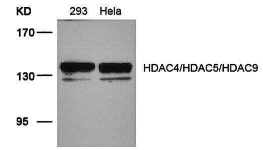 HDAC4/HDAC5/HDAC9 (Ab-246/259/220) Antibody