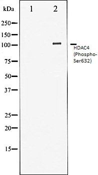 HDAC4 (Phospho-Ser632) antibody