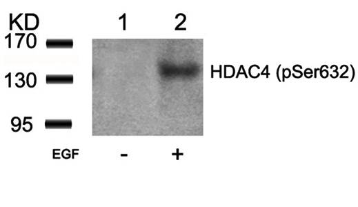 HDAC4 (Phospho-Ser632) Antibody