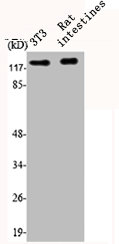 HDAC5 antibody