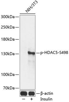 HDAC5 (Phospho-S498) antibody