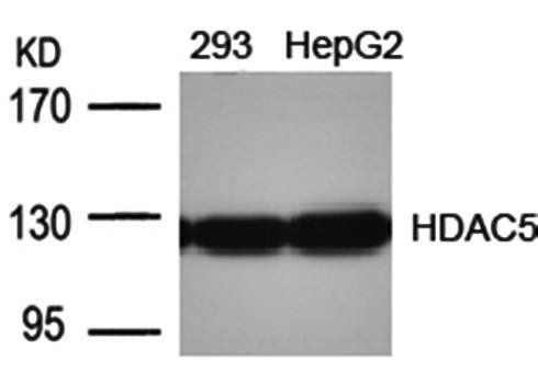 HDAC5 (Ab-498) Antibody