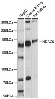 HDAC6 antibody