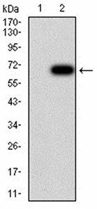 HDAC6 Antibody