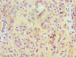 HDAC6 Antibody