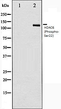 HDAC6 (Phospho-Ser22) antibody