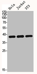 HDAC8 Antibody