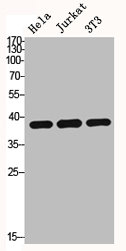 HDAC8 antibody