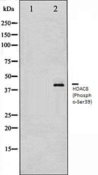 HDAC8 (Phospho-Ser39) antibody