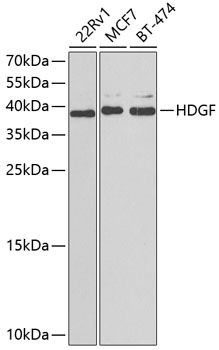 HDGF antibody