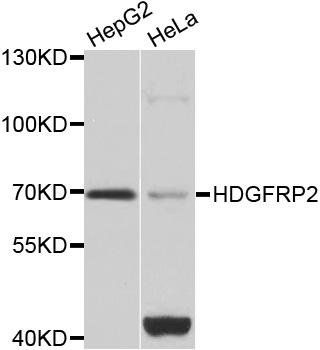 HDGFRP2 antibody