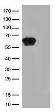 HDHD3 antibody