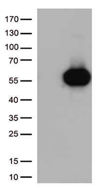 HDHD3 antibody