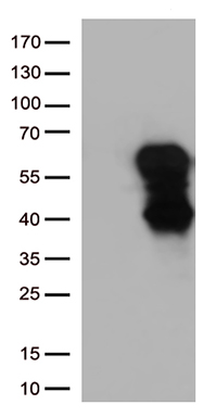 HDHD3 antibody