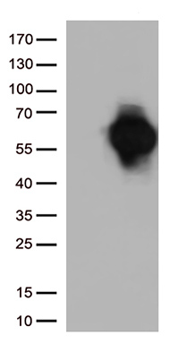 HDHD3 Antibody