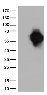 HDHD3 antibody