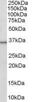 Goat anti-HSD11B1 / HDL Antibody