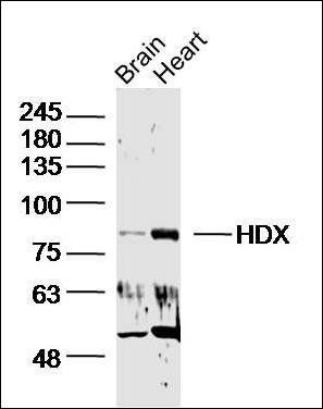 HDX antibody