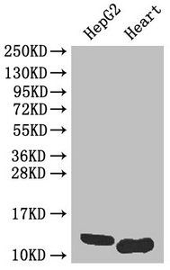 WFDC2 Antibody