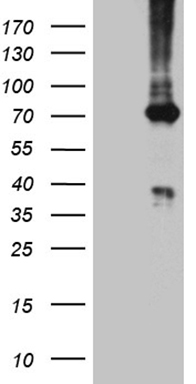 HEAB (CLP1) antibody