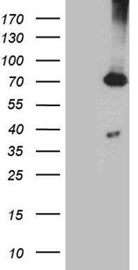 HEAB (CLP1) antibody