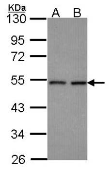 HEAB antibody