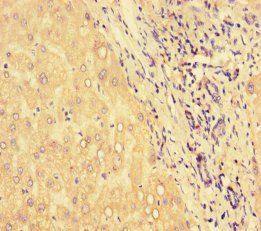 HSPA13 Antibody