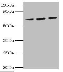 Heat shock 70 kDa protein 6 antibody