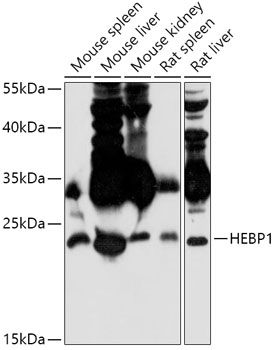 HEBP1 antibody