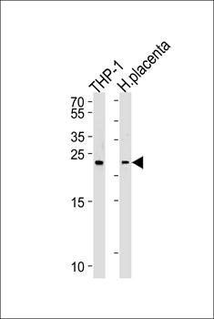 HEBP2 antibody