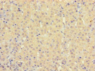 HEBP2 Antibody