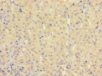 HEBP2 antibody