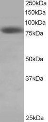Goat anti-HEC1 Antibody