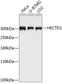 HECTD1 antibody