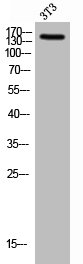 HECW2 Antibody