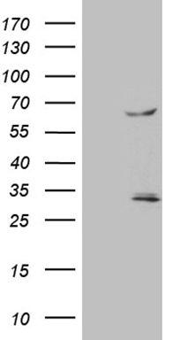 HEF1 (NEDD9) antibody