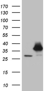 HEF1 (NEDD9) antibody