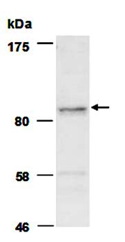 HELLS (N) Antibody, Rabbit Polyclonal