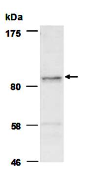 HELLS antibody