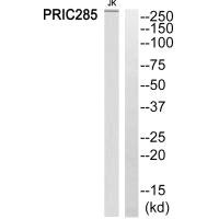 HELZ2 Antibody