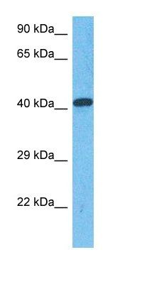 HEM3 antibody