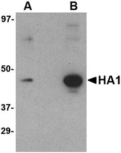 Hemagglutinin Monoclonal Antibody