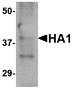 Hemagglutinin Monoclonal Antibody